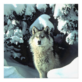 Foto Lobo en tranquilo bosque invernal