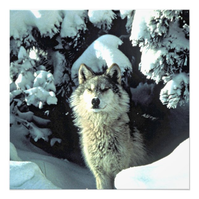 Foto Lobo en tranquilo bosque invernal (Frente)