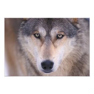 Foto lobo gris, Canis lupus, primer plano de ojos