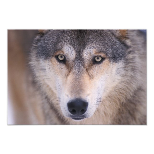 Foto lobo gris, Canis lupus, primer plano de ojos (Frente)