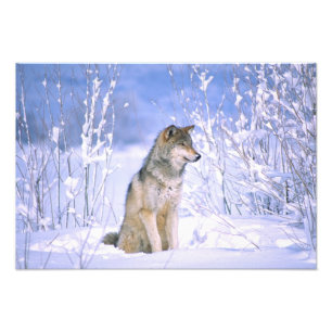 Foto Lobo gris sentado en la nieve, Canis lupus,
