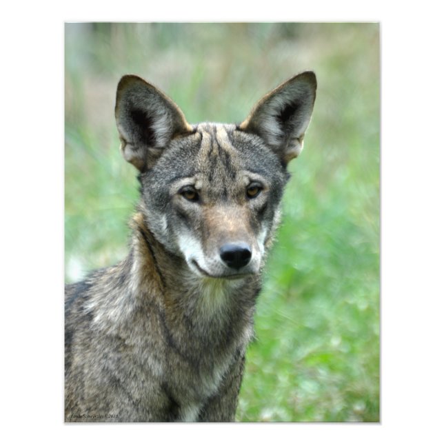 Foto Lobo rojo inmaduro de 16X20 (Frente)