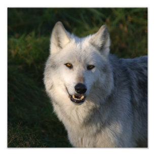 Foto Lobo Timber Canadiense Lobo Timber Canadiense