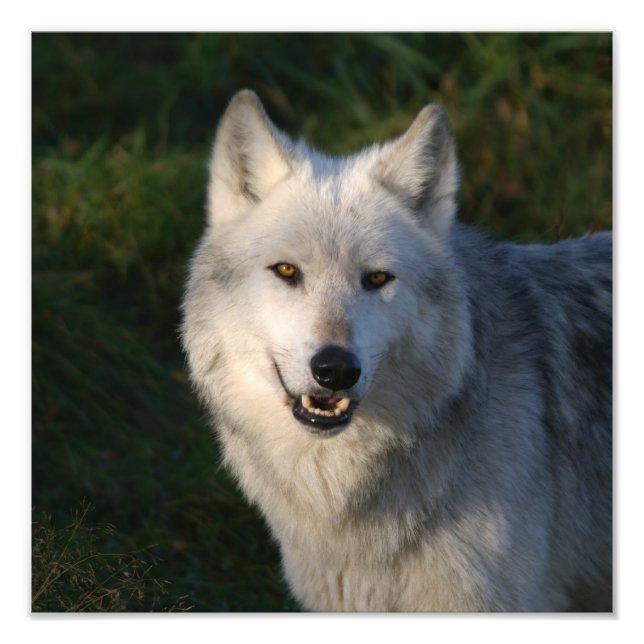 Foto Lobo Timber Canadiense Lobo Timber Canadiense (Frente)