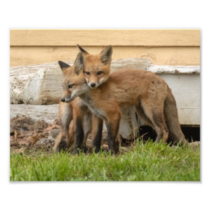 Foto Logrando Fox Kits