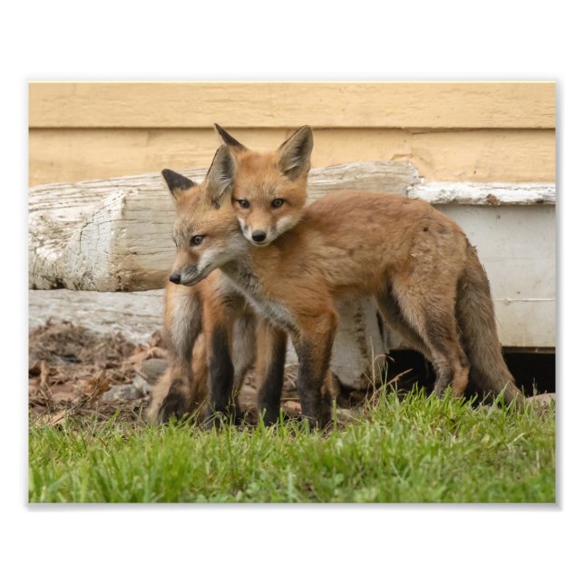 Foto Logrando Fox Kits (Frente)