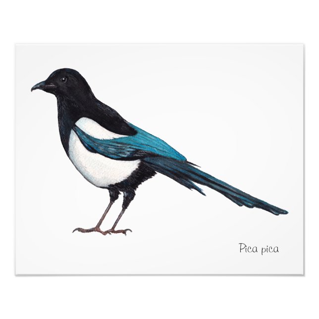 Foto Lone Magpie (Frente)