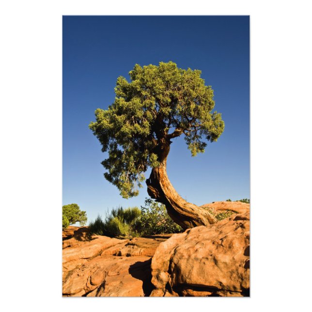 Foto Lonesome Cedar, Parque Estatal Deadhorse Point, (Frente)