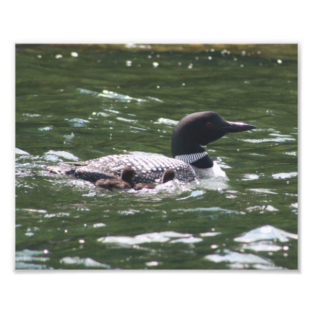 Foto Loon Babies 2 (Frente)
