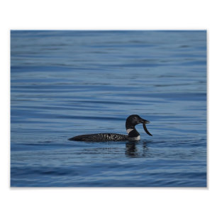 Foto Loon común, isla de Guemes, WA