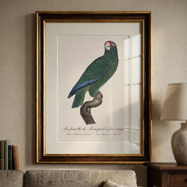 Foto Lora cubana hembra, Amazona leucocephala