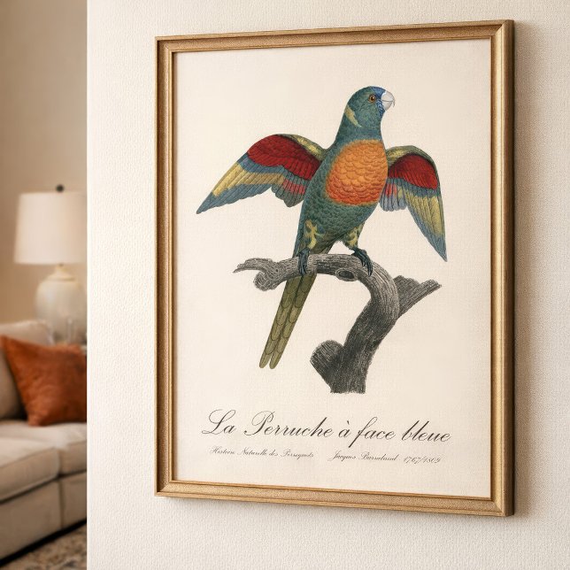 Foto Lori de flores, Trichoglossus haematodus (Coconut Lorikeet, Trichoglossus haematodus. Photo Print)