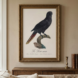 Foto Lori negro o Lori de plumas rojas, Chalcopsitta at