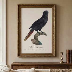 Foto Lori negro o Lori de plumas rojas, Chalcopsitta at