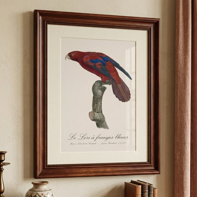 Foto Lori rojo de cola larga, Trichoglossus borneus (Long-Tailed Red Lory, Trichoglossus borneus. Photo Print)