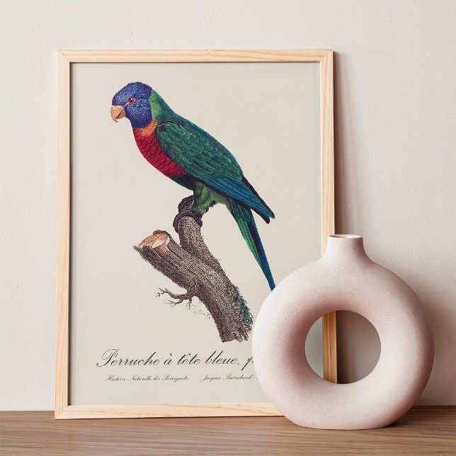 Foto Loricito arcoíris hembra, Trichoglossus moluccanus (Perruche a tete bleue, femelle / Rainbow lorikeet, female. Photo Print)