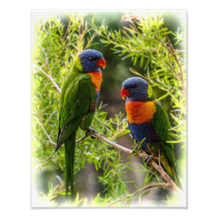 Foto Lorikeets del arco iris
