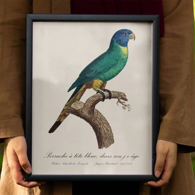 Foto loriquito arcoíris juvenil Trichoglossus moluccanu (Perruche a tete bleue / Rainbow lorikeet, juvenile. Photo Print)