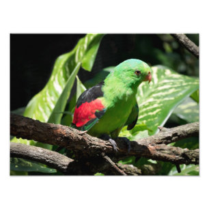 Foto Loro Alirrojo en Rama de Árbol