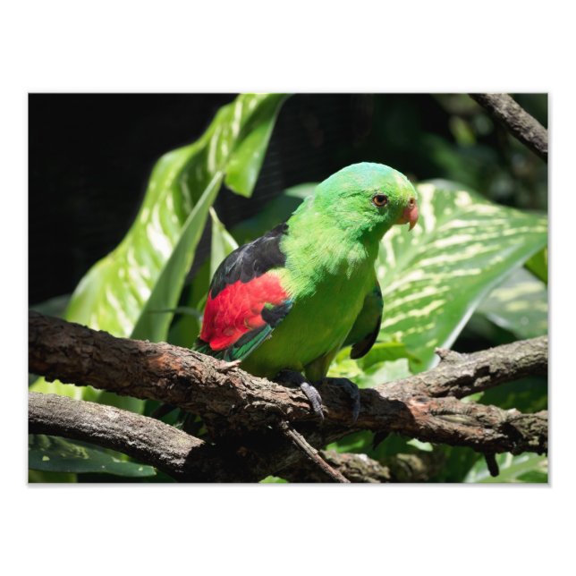 Foto Loro Alirrojo en Rama de Árbol (Frente)