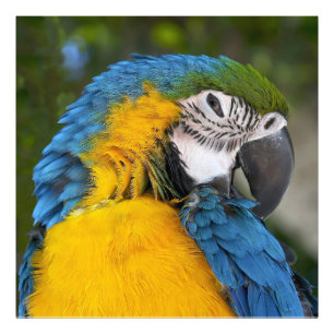 Foto Loro Azul Y Oro