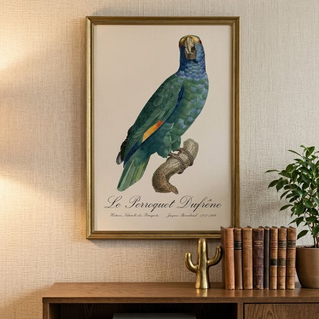 Foto Loro Cachete Azul, Amazona dufresniana (Blue-Cheeked Amazon Parrot, Amazona dufresniana. Photo Print)