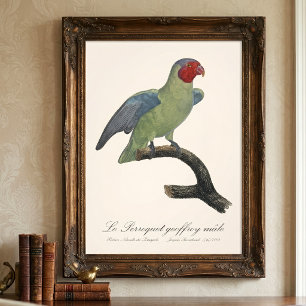 Foto Loro carirrojo macho, Geoffroyus geoffroyi