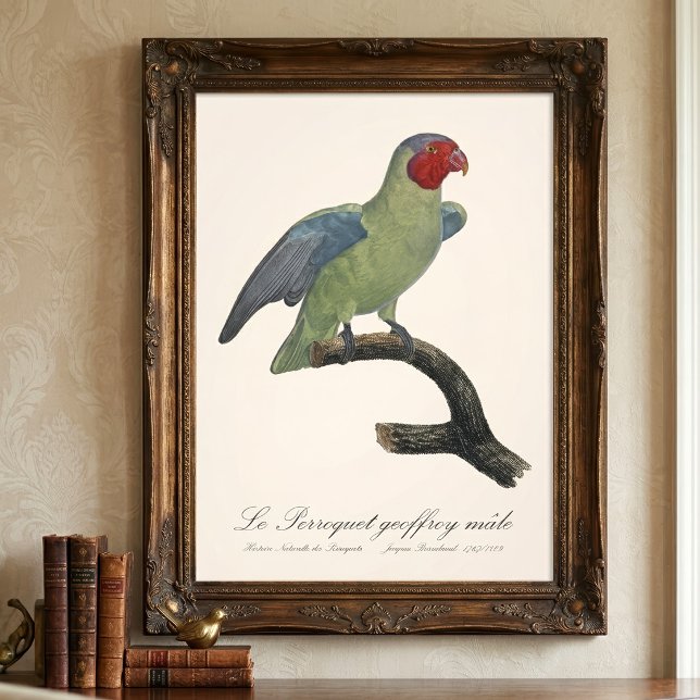 Foto Loro carirrojo macho, Geoffroyus geoffroyi (Male Red-Cheeked Parrot, Geoffroyus geoffroyi. Photo Print)