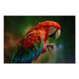 Foto Loro colorido