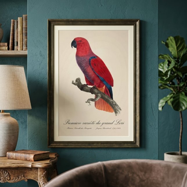 Foto Loro Eclecto de Vosmaer, Eclectus Roratus Vosmaeri (Vosmaer Eclectus Parrot, Eclectus Roratus Vosmaeri. Photo Print)