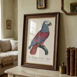 Foto Loro Gris Africano Factor Rojo Psittacus Erithacus