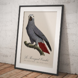 Foto Loro gris africano, Psittacus erithacus, vintage