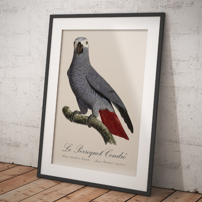 Foto Loro gris africano, Psittacus erithacus, vintage (Le Perroquet Cendre - 19th century illustration. Photo Print)