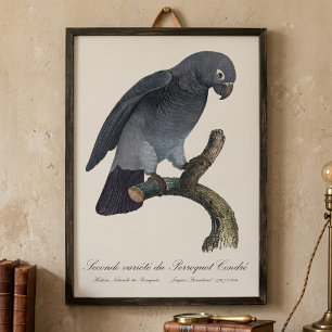 Foto Loro Gris Africano Timneh, Psittacus Timneh