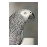 Loro gris estadista africano