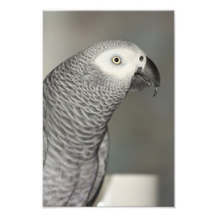Foto Loro majestuoso del gris africano