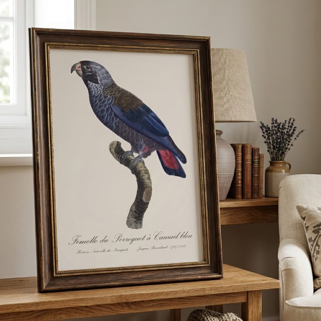 Foto Loro obscuro o Pionus obscuro, Pionus fuscus (Dusky Parrot or Dusky Pionus, Pionus fuscus. Photo Print)