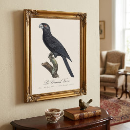 Foto Loro Vasa Mayor, Coracopsis Vasa Ilustración