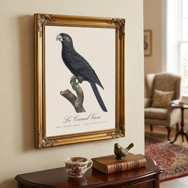 Foto Loro Vasa Mayor, Coracopsis Vasa Ilustración (Greater Vasa Parrot, Coracopsis Vasa Illustration. Photo Print)