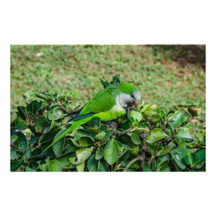 Foto Loro verde