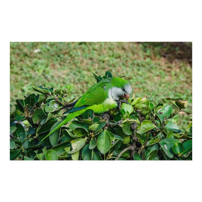 Foto Loro verde (Frente)