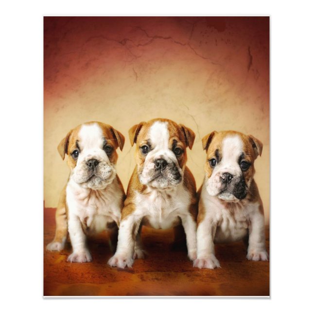 Foto Los cachorros de Bulldog inglés son muy amables (Frente)