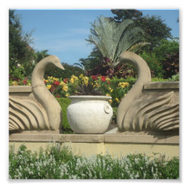 Foto Los cisnes protegen los jardines de Hollis en una