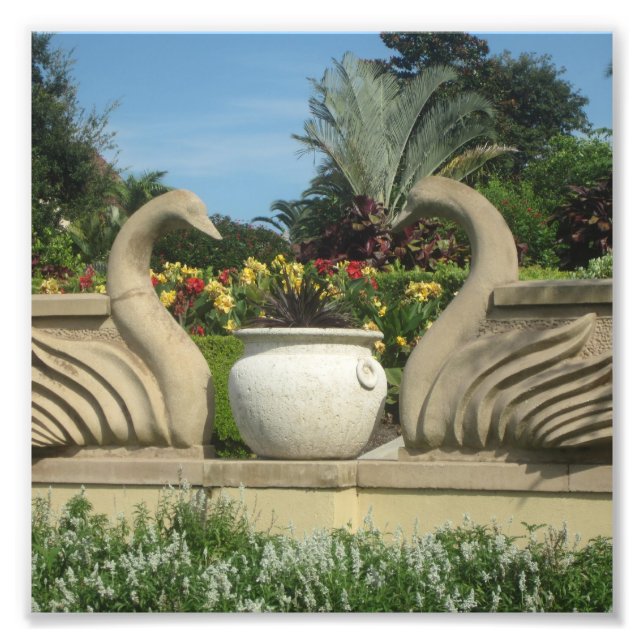 Foto Los cisnes protegen los jardines de Hollis en una (Frente)