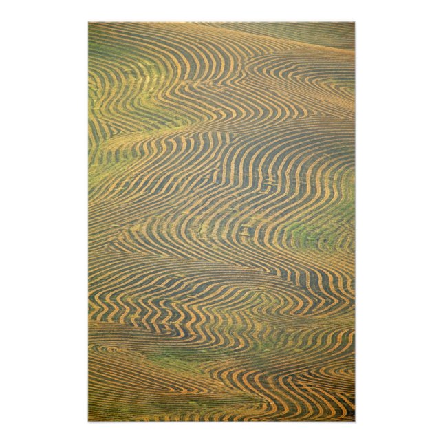 Foto Los guisantes de lentejas se pararon y esperan la  (Frente)