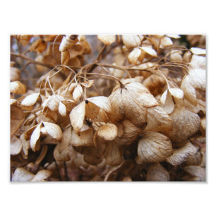 Foto Los Hydrangeas de febrero