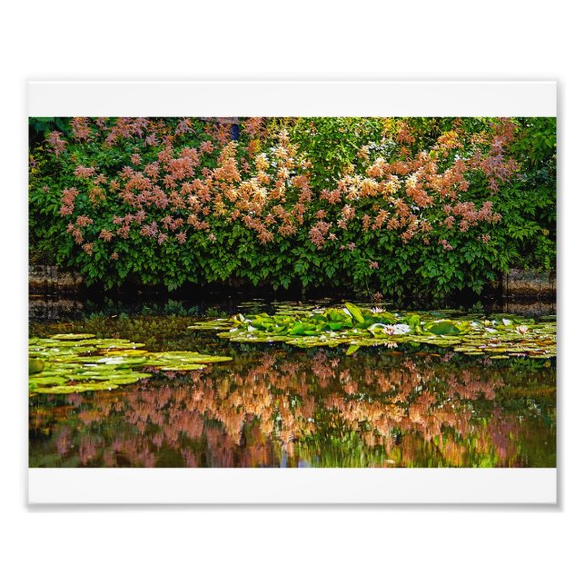Foto Los lirios de agua de Monet (Frente)