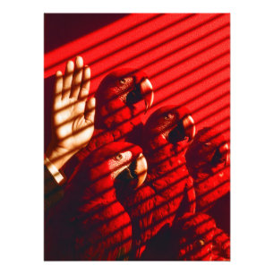 Foto Los loros rojos y una mano