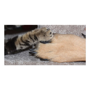 Foto Los mejores amigos para siempre por Shirley Taylor