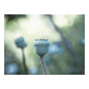 Foto Los núcleos de adormidera orientales en un jardín 